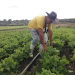 Logran agricultores de Taguasco discreto crecimiento en la producción de frijoles