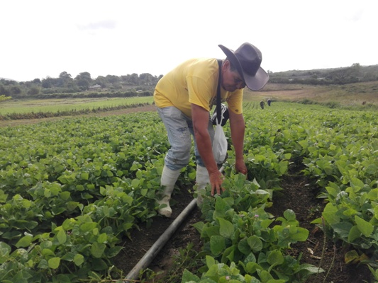 En tierras de autoconsumo de la empresa en esta etapa de frío se logró cosechar una buena cantidad de frijoles. Foto: Eduardo Sicilia Hernández.