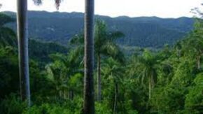 Las estrategias medioambientales para el manejo de los bosques se refuerzan en Sancti Spíritus. Foto: Escambray.