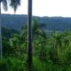 Las estrategias medioambientales para el manejo de los bosques se refuerzan en Sancti Spíritus. Foto: Escambray.