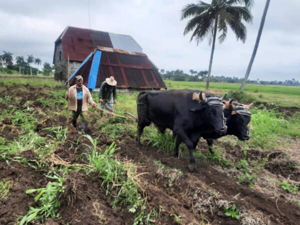 Con la ayuda de su hijo, Roberto Rodríguez presta servicios con la tracción animal a los campesinos de esta finca . Foto: Eduardo Sicilia.