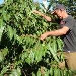 Cuando el llano también habla de café