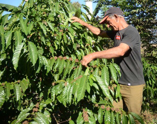 Cuando el llano también habla de café
