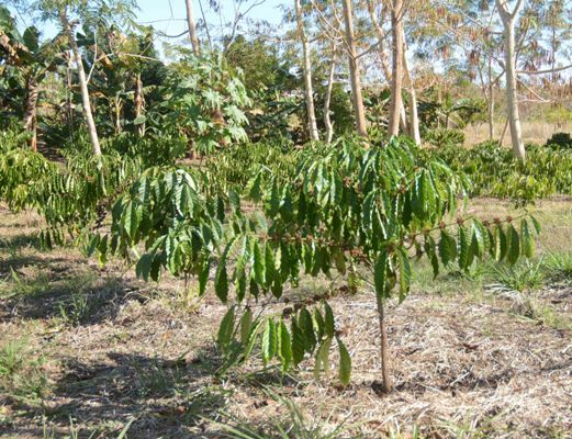 El desarrollo de cafetales en el llano va dejando atrás la estela de dudas y es una alternativa que abraza hoy más espacios productivos. Foto: Oscar Alfonso Sosa.