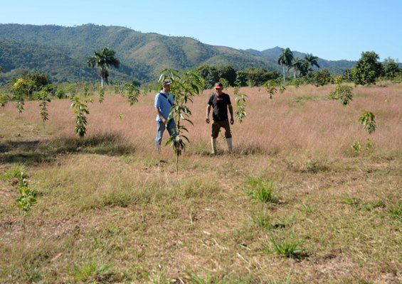 El programa del café en el llano marca una diversidad de oportunidades agrícolas. Foto: Oscar Alfonso Sosa.