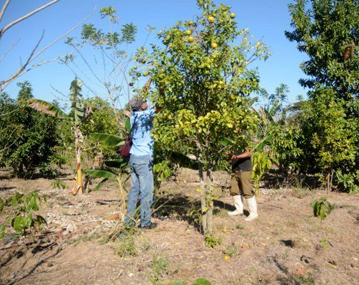 Entre frutales, el café en el llano se muestra. Foto: Oscar Alfonso Sosa.