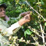 Cafetaleros fomentenses se preparan para enfrentar cosecha del grano