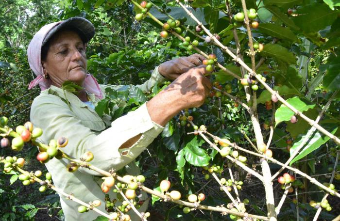 Cafetaleros fomentenses se preparan para enfrentar cosecha del grano