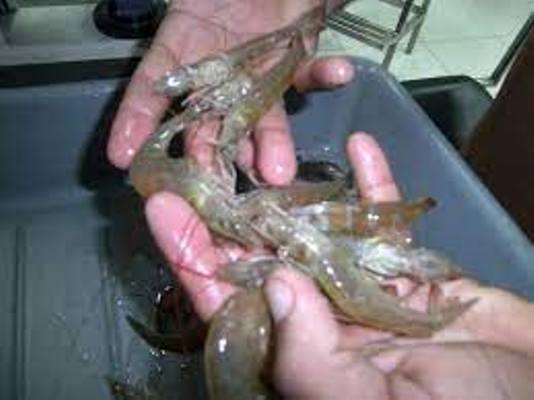 Avanza producción de camarones en la UEB Cultizaza en colaboración con proyecto extranjero