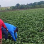 Campesinos espirituanos responden a llamado para incrementar producciones