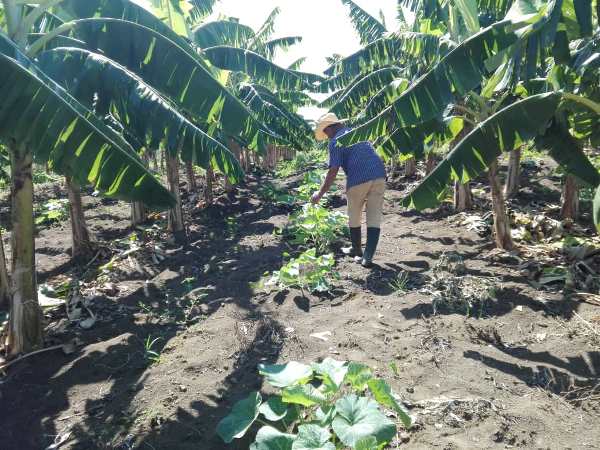 Como promotor de la diversificación, Santiago combina en una misma tierra varios cultivos. Foto: Eduardo Sicilia Hernández.