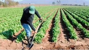 Productores agrícolas de Cabaiguán vencen compromiso de entrega a Acopio