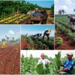 Incorporación de nuevos socios a la ANAP registra cifras inéditas en Sancti Spíritus
