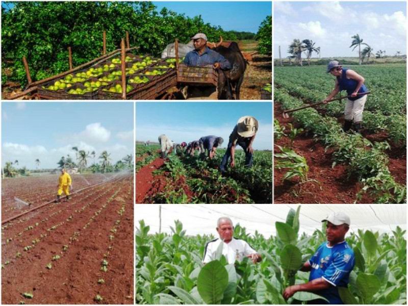 Incorporación de nuevos socios a la ANAP registra cifras inéditas en Sancti Spíritus