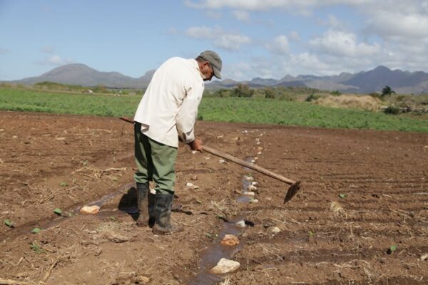 Desde la tierra se multiplica la sangre de la vida. Foto: Oscar Alfonso Sosa.