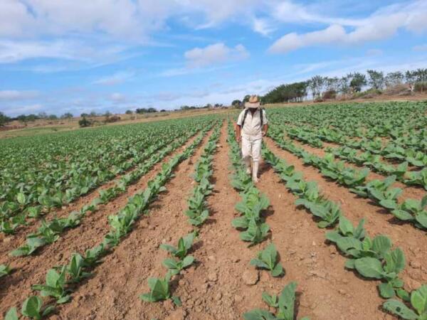 Como buen veguero encontramos a Santiago a pie de surco con su mochila en el comabate de las plagas. Foto: Eduardo Sicilia Hernández.