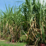 Agrocañeros de Fomento alistan condiciones para el inicio de la zafra
