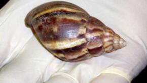 Adoptan medidas en Fomento ante aparición de caracol gigante africano