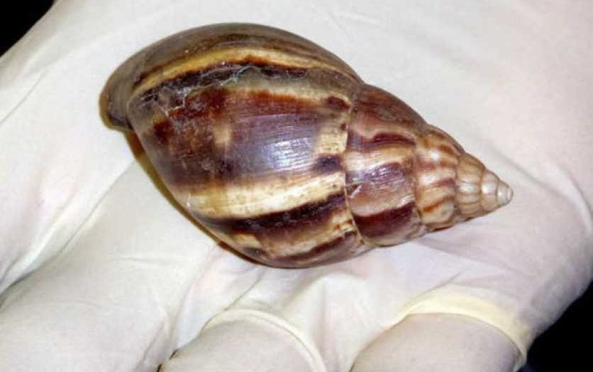 Adoptan medidas en Fomento ante aparición de caracol gigante africano