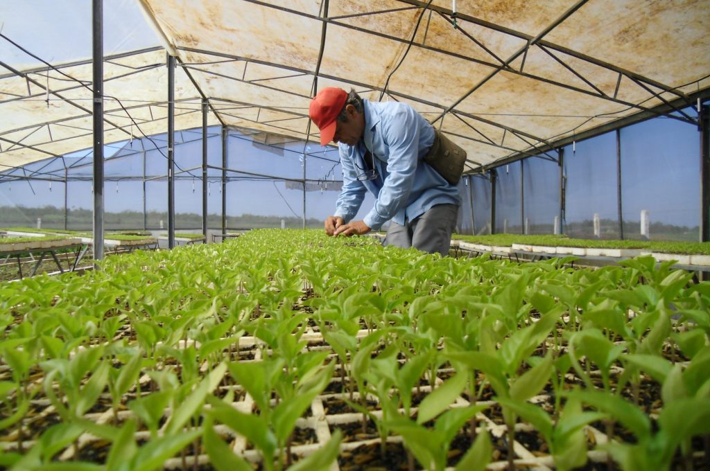 Casas de cultivo potencian producción de posturas y hortalizas en Yaguajay