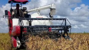 Busca Cuba mayor soberanía alimentaria con más áreas arroceras