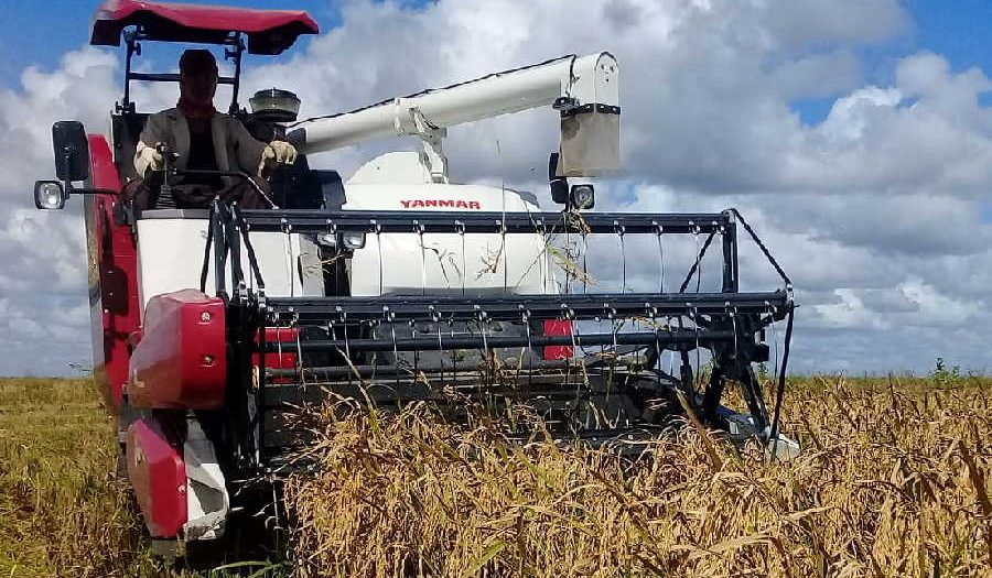 Busca Cuba mayor soberanía alimentaria con más áreas arroceras