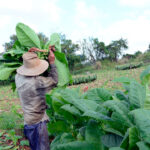 El aroma del tabaco sol en palo en la provincia sigue enrarecido