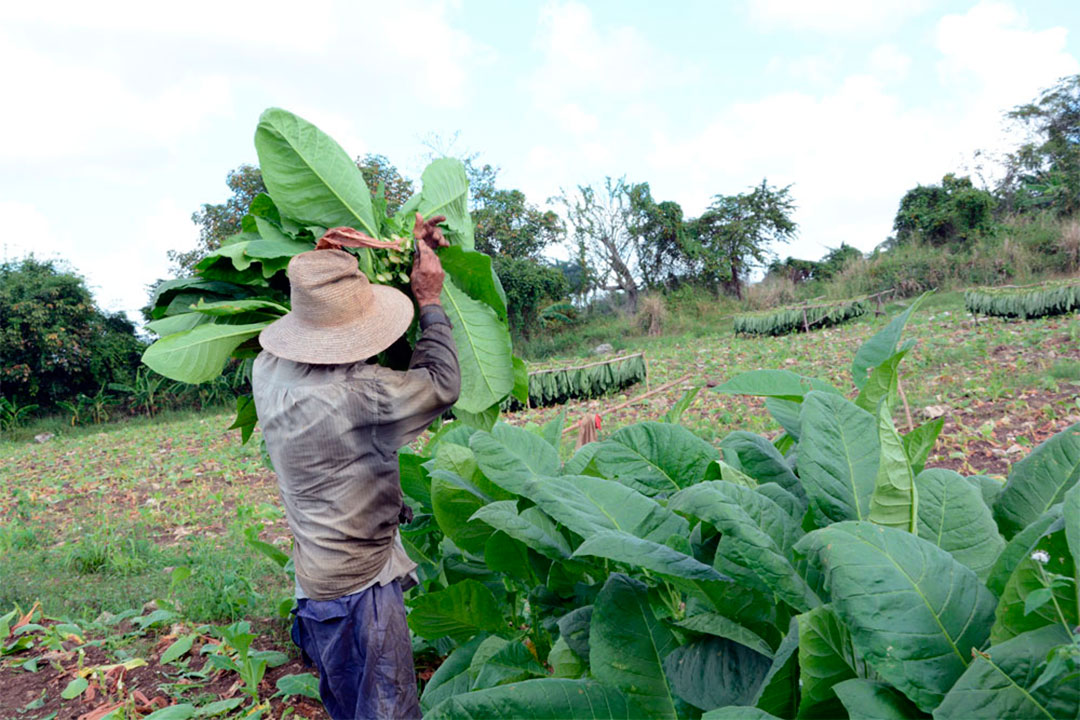 El aroma del tabaco sol en palo en la provincia sigue enrarecido