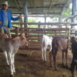 Prioriza agricultura cabaiguanense recuperación de la ganadería
