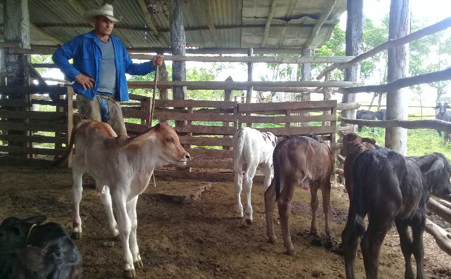 Prioriza agricultura cabaiguanense recuperación de la ganadería