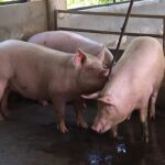Evalúa Buró Provincial del Partido alternativas para rescate de la producción porcina en Sancti Spíritus