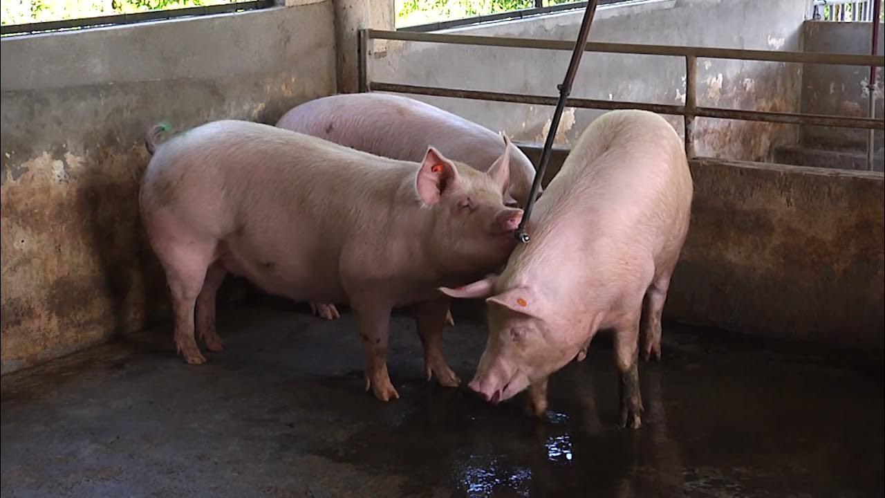 Evalúa Buró Provincial del Partido alternativas para rescate de la producción porcina en Sancti Spíritus