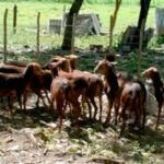 Consolida su labor Centro de Desarrollo Caprino en Yaguajay