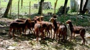 Consolida su labor Centro de Desarrollo Caprino en Yaguajay