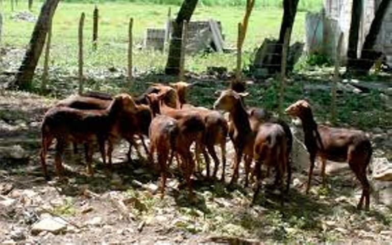 Consolida su labor Centro de Desarrollo Caprino en Yaguajay