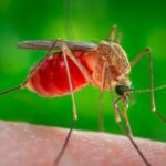 Confirman presencia del virus de Oropouche en Sancti Spíritus