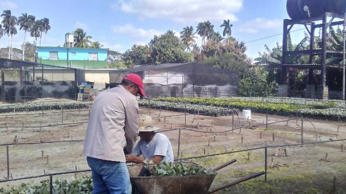 Osvaldo Cancio: el campesino no tiene horario