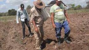 Taguasco alista condiciones para inicio de siembras invernales de cultivos varios