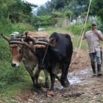 Destellos de la campiña