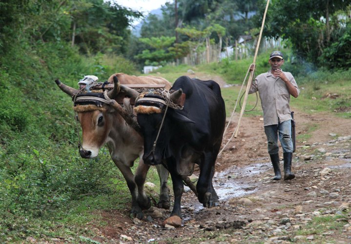 Destellos de la campiña