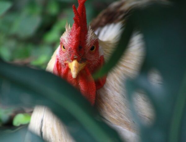 Típico retrato de una finca guajira. Foto: Oscar Alfonso Sosa.