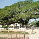 Fundación de El Jíbaro centra mirada de muestra expositiva en La Sierpe