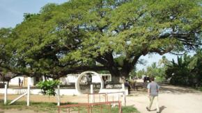 Fundación de El Jíbaro centra mirada de muestra expositiva en La Sierpe