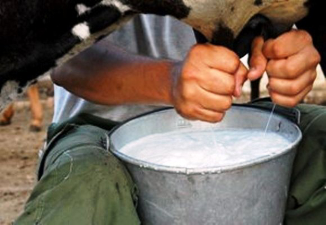 Incumplen ganaderos de Taguasco plan de entrega de leche a la industria