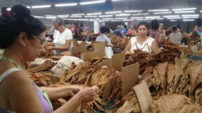 Nuevas formas de gestión en escogidas espirituanas de tabaco rinden sus frutos