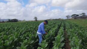 A Idelvis lo encontramos dentro de la vega, en las atenciones a las capaduras.Foto: Eduardo Sicilia Hernández.
