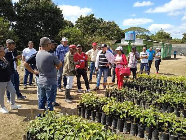Incentivan desde Fomento producción de frutales en las montañas cubanas