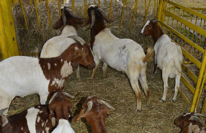 Priorizan en Sur del Jíbaro manejo genético en ganadería ovina