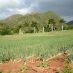 La fertilidad de la montaña