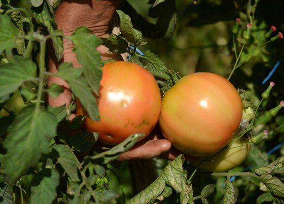 Por esta época, el tomate se hace rey en el lomerío. Foto: Oscar Alfonso Sosa.